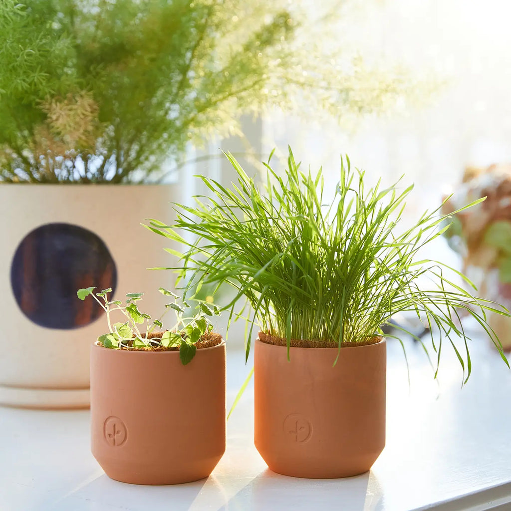 Tiny Terracotta Pet Grow Kits by Modern Sprout