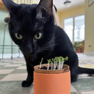 Tiny Terracotta Pet Grow Kits by Modern Sprout