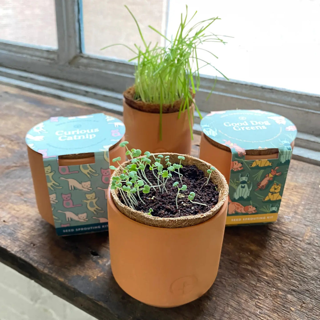 Tiny Terracotta Pet Grow Kits by Modern Sprout